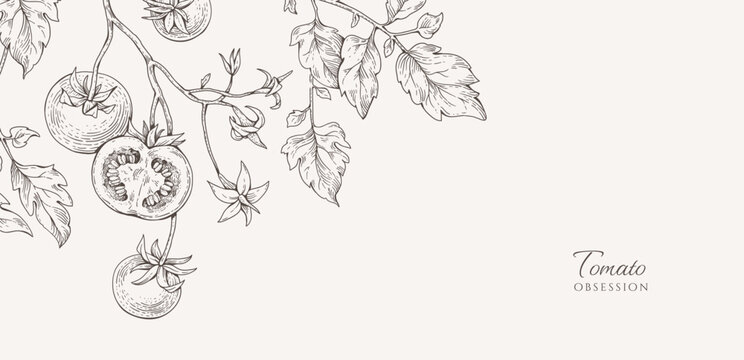 Background with tomatoes brunch and leaves. Detailed hand drawn ink illustration for template layout design, brochure or cover for food card