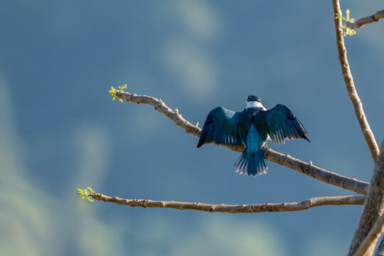 A beautiful Collared Kingfisher (Todiramphus chloris) with spread wings perched on a tree branch against a smooth blurred background