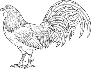 Detailed Rooster Line Art Vector Standing Male Chicken Illustration for Coloring Page © Mohosena