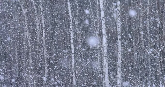 雪降る白樺の森