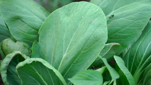 Macro closeup of detailed pakcoy leaves (Brassica rapa chinensis) in a Southeast Asian agricultural field, showcasing organic food production, agricultural resilience, and sustainable farming.