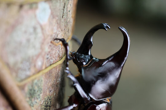 Stag beetle climbing tree bark with large curved mandible and glossy black shell, detailed wildlife closeup showing natural forest habitat and textured surface