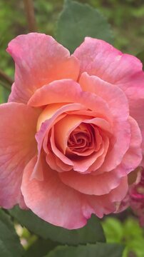 Beautiful rose blooms in a garden during springtime showing soft colors and petals