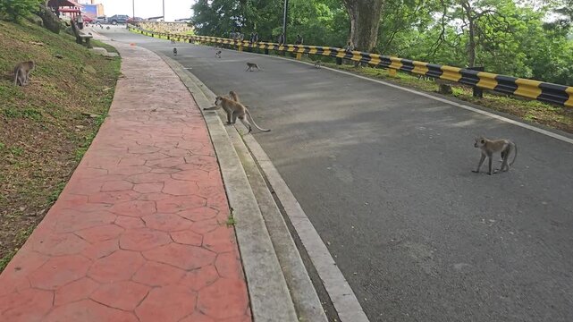 Wild monkey troop gathering along a roadside near tropical forest. Handheld walking footage shows primates crossing pavement, sitting on barriers and moving through a shared human-wildlife space.
