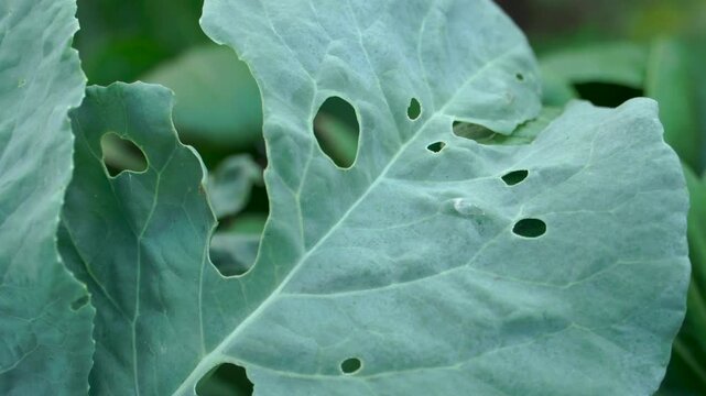 Macro closeup of damaged tobacco leaf (Nicotiana tabacum) with pest holes in a Southeast Asian farm during afternoon, highlighting agricultural crop loss and environmental challenges.