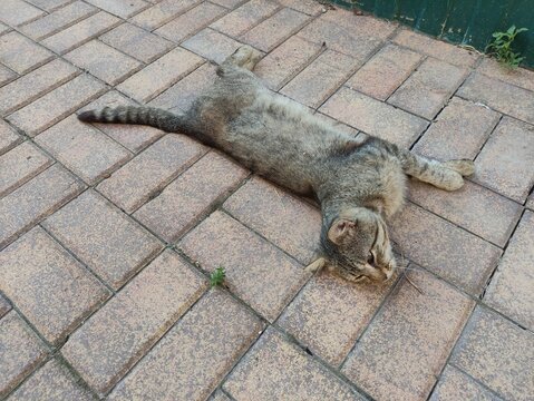Sleeping gray tabby cat curled up on paving stones with paws tucked in close up