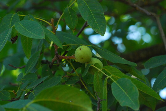 Green walnuts growing 
