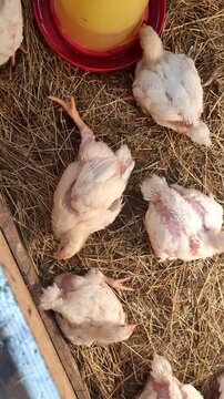 Sick white chickens with missing feathers and stretched legs lying on straw in a coop, top view