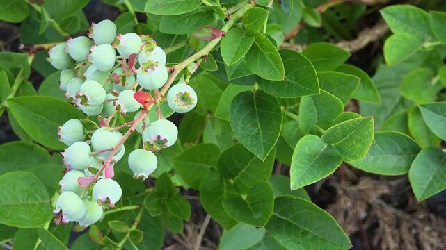 Gathering blueberries in a garden on a sunny day in the summer