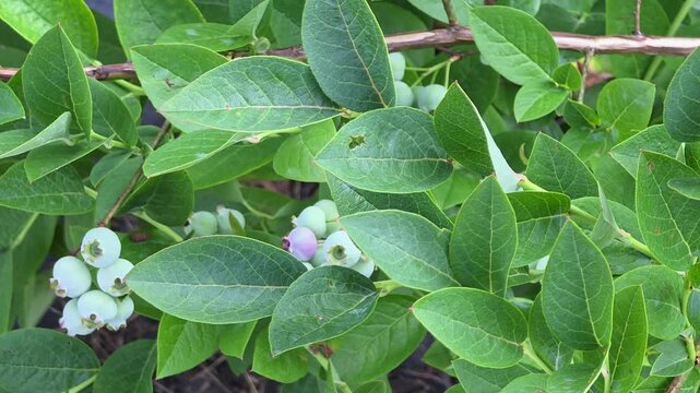 Blueberry bushes grow in a garden during the summer in a sunny location
