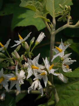 White Solanum Torvum Turkey Berry Flowers Blooming on Branch