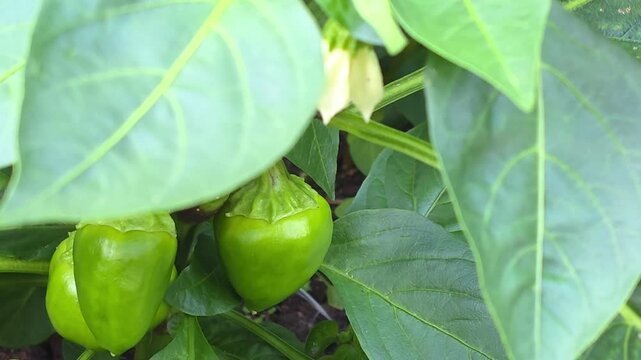 Growing bell peppers in a garden during summer