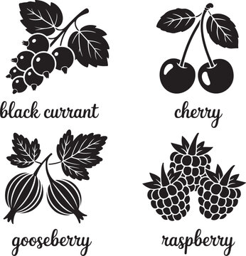 Black currant cherry gooseberry and raspberry fruit harvest collection monochrome silhouette style graphic isolated on background.