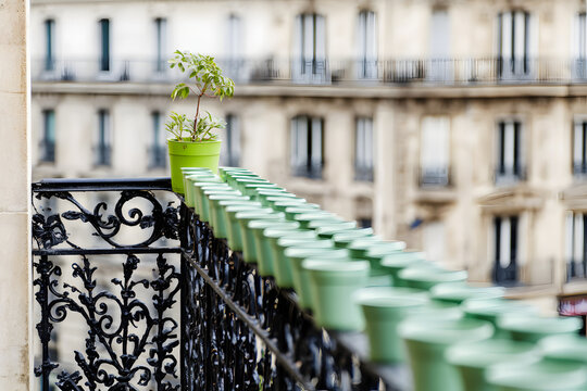 Green plant pots on a wrought-iron Parisian balcony railing with blurred Haussmannian buildings in the background.