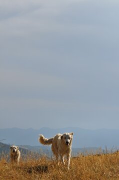Cani da pastore al lavoro