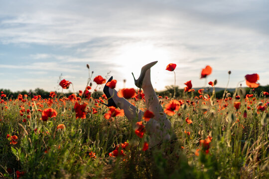 Summer meadow scene featuring woman legs in black high heels reaching towards sunset sky with red Papaver rhoeas flowers