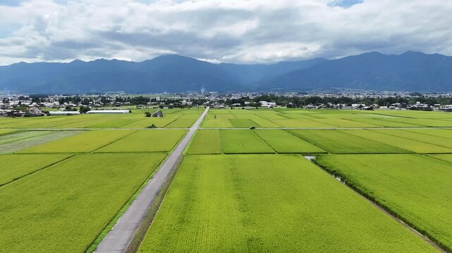 Vibrant rice fields stretch beneath cloudy skies. Mountains frame the horizon with soft, distant peaks. Farmers tend crops in quiet, rhythmic motion. Sunlit rows glow with nature's abundance