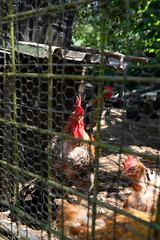 Group of chicken in a cage. Piano del Mommio, Massarosa, Viareggio, Tuscany, Italy. © glashaut