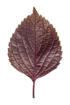 Red perilla leaf closeup showing serrated ovate venation structure