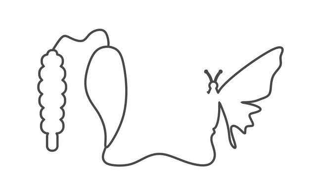 One continuous line draws the butterfly life cycle: caterpillar, cocoon and butterfly. A metaphor of metamorphosis, transformation, growth, change, development, rebirth, hope and personal journey.
