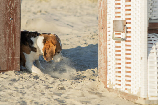 Beagle hat Spa&szlig; am Hundestrand in Norddeich