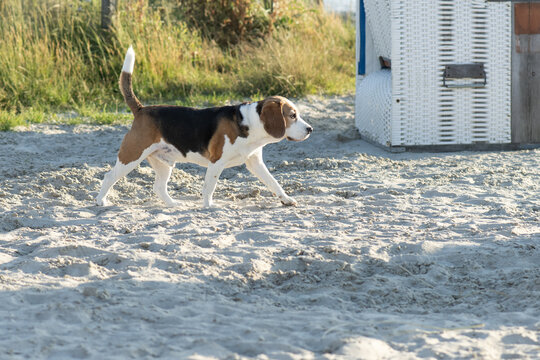 Beagle am Hundestrand in Norddeich
