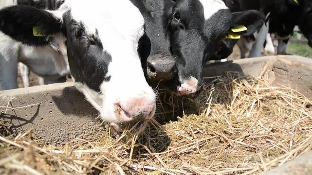 A close-up of a cow's face and head near a hay feeder on a farm, highlighting its features and expression in a peaceful rural setting.