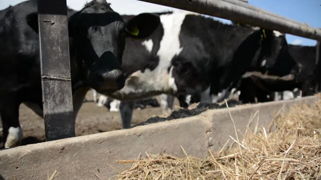 A close-up of a cow's face and head near a hay feeder on a farm, highlighting its features and expression in a peaceful rural setting.