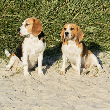 Beagle P&auml;rchen am Hundestrand in Norddeich
