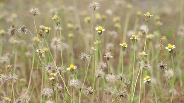 Macro close up of dried Tridax procumbens flowers during extreme El Nino drought on a Southeast Asian mountain farm, showing the severe ecological impact of climate change.