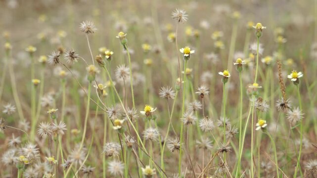 Macro panning of dried Tridax procumbens flowers and dead grass on a Southeast Asian mountain farm during extreme El Nino drought, showing the severe ecological impact of climate change.