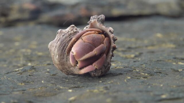 Young hermit crab palm thief (Birgus latro). The hermit crab climbed into the shell and closed the entrance with a claw. Animal is washed ashore and gradually gets out of the dwelling. Andaman Sea