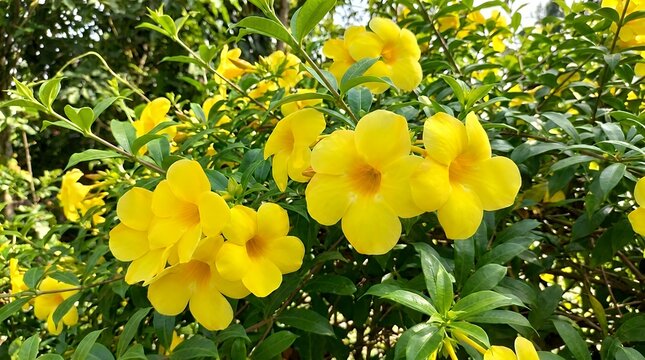 Vibrant Yellow Trumpet Shaped Floral Botanical Display in Natural Lighting tecoma stans flower botanical yellow floral bloom plant nature garden green outdoor tropical blossoming flora yellow flower
