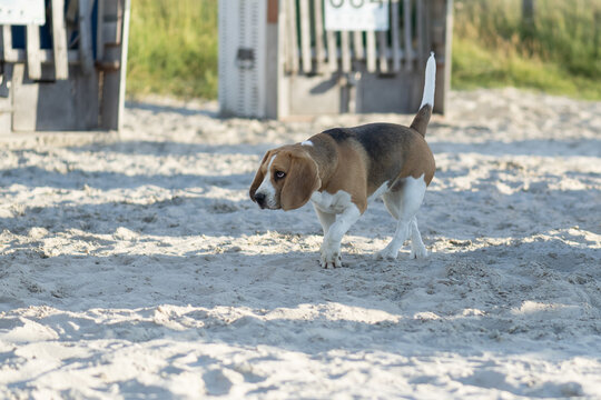 Beagle am Hundestrand in Norddeich