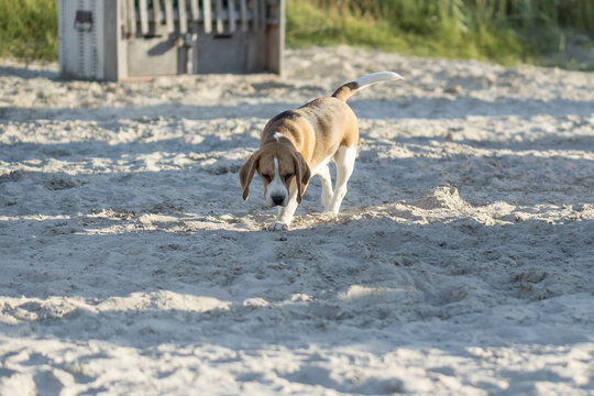 Beagle am Hundestrand in Norddeich