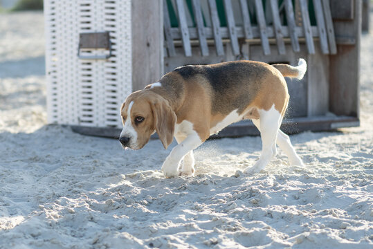 Beagle am Hundestrand in Norddeich