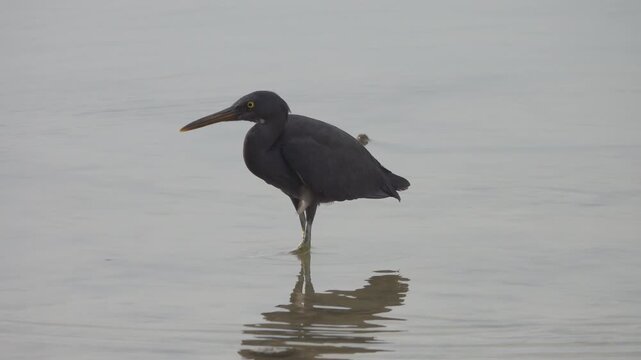 Feeding eastern reef heron (Egretta sacra) On the coast of the Andaman Sea, Thailand, Dark morph