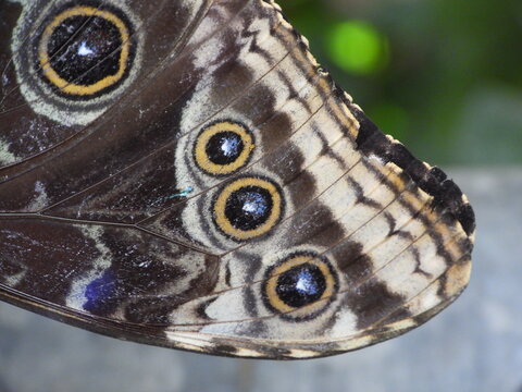 Close up of blue morpho butterfly wing underside showing large defensive eyespots