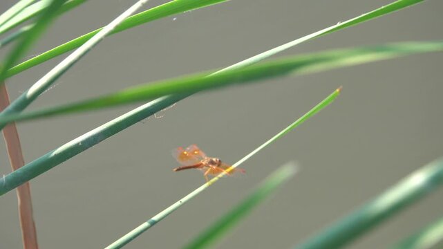 A red tropical dragonfly folded its wings and froze on the tip of a stick. Thailand