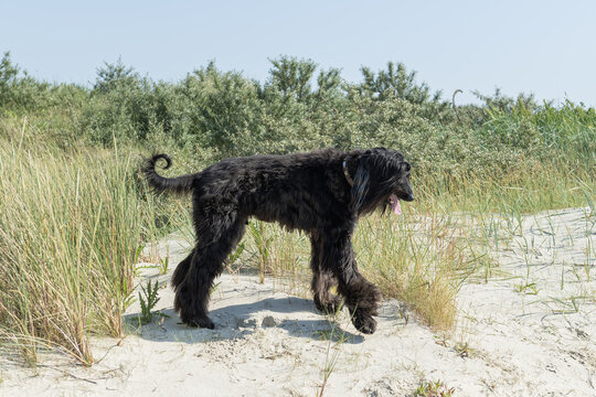 Schwarzer Afghanischer Windund am Strand an der Nordsee