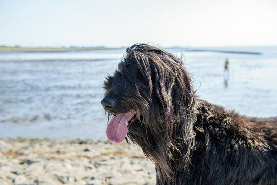 Schwarzer Afghanischer WIndhund am Strand in Norddeich