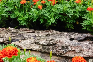 Fototapete Badezimmer flowers in the garden, Bright orange marigold flowers and green foliage surrounding a weathered natural log in a garden, creating a rustic botanical scene with space for text and nature.  © All times 