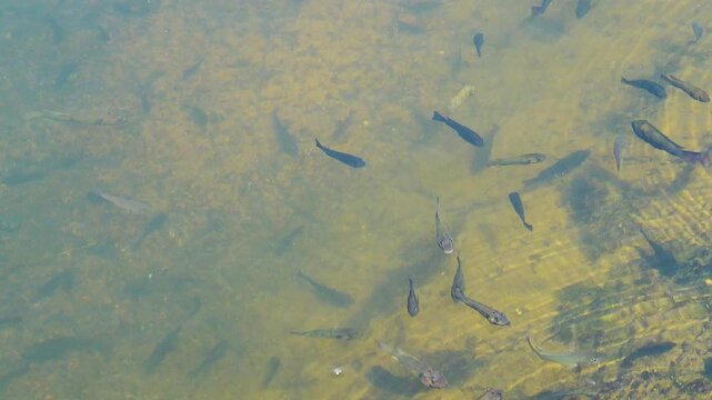 There are many small koi carp in the park pond. Pond fish obviously don't eat up because they have a big head and a skinny body