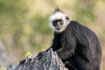A Laotian Langur - Trachypithecus laotum looks at you in Laos, Asia. © Rob