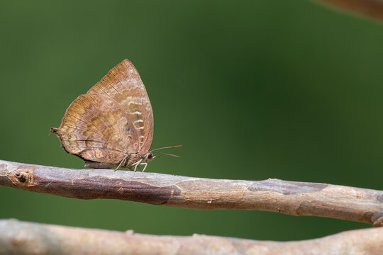 Dull Oak-Blue - Arhopala centaurus in Laos, Asia.