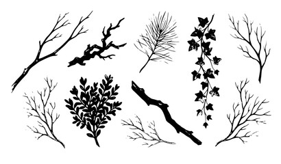 Obraz premium Vintage Watercolor Tree Branch Twig Pine Ivy and Bush Botanical Set