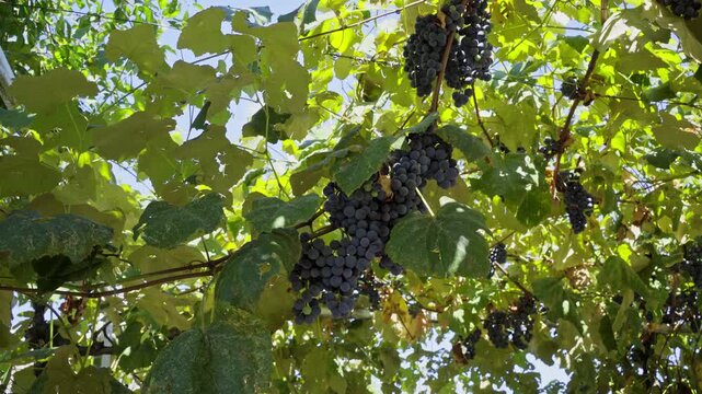 Ripe Blue Grapes Hanging on Vine with Beautiful Sun Flare