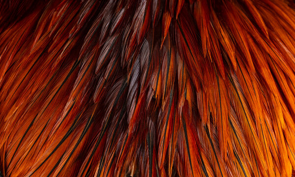 Close-up of Vibrant Orange and Black Gamefowl Feathers,Macro,A highly detailed macro photograph capturing the dense, layered texture of vibrant orange and deep black hackle feathers from a rooster, 
