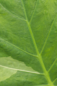 Close-up of Green Variegated Leaf Texture with Detailed Vein Patterns,Macro,Macro shot of a vibrant green and light variegation tropical leaf surface, highlighting intricate natural vein structures, 