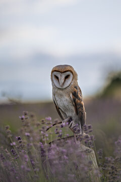 A beautiful barn owl Tyto alba perched on a vintage milk can in a blooming purple lavender field under a soft twilight sky, featuring its iconic heart-shaped facial disc.